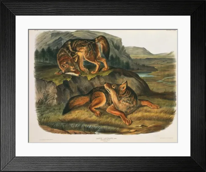 Framed Print : Canis latrans, coyote Framed Print : Canis latrans, coyote