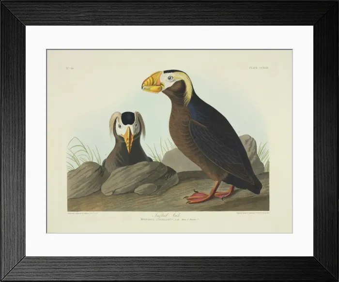 Framed Print : Fratercula cirrhata, tufted puffin Framed Print : Fratercula cirrhata, tufted puffin