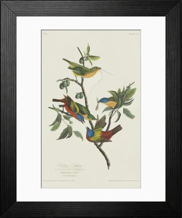 Framed Print : Passerina ciris, painted bunting Framed Print : Passerina ciris, painted bunting