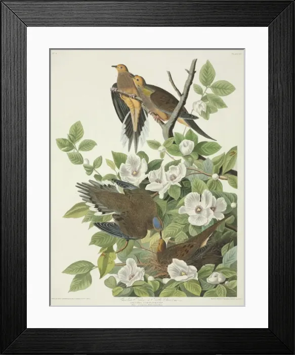 Framed Print : Zenaida macroura, mourning dove Framed Print : Zenaida macroura, mourning dove