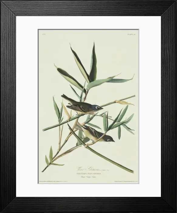 Framed Print : Vireo solitarius, blue-headed vireo Framed Print : Vireo solitarius, blue-headed vireo