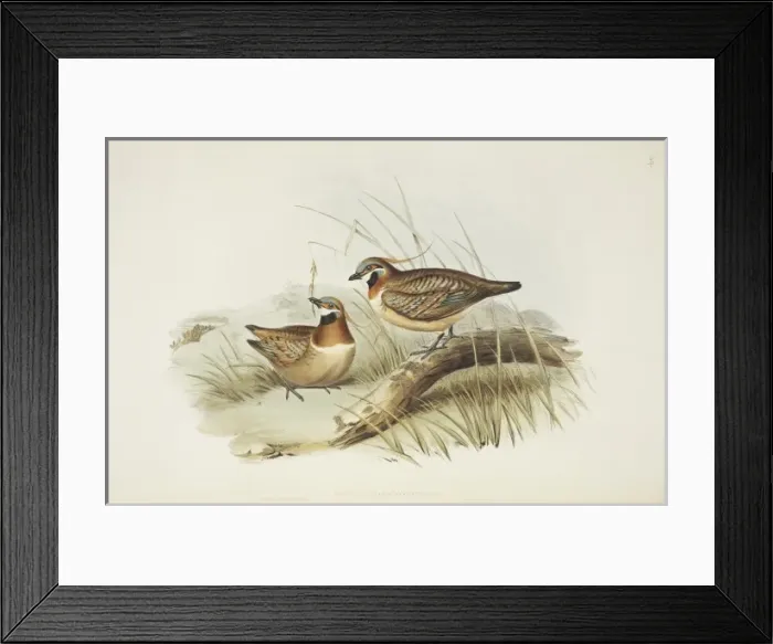 Framed Print : Geophaps plumifera, spinifex pigeon Framed Print : Geophaps plumifera, spinifex pigeon
