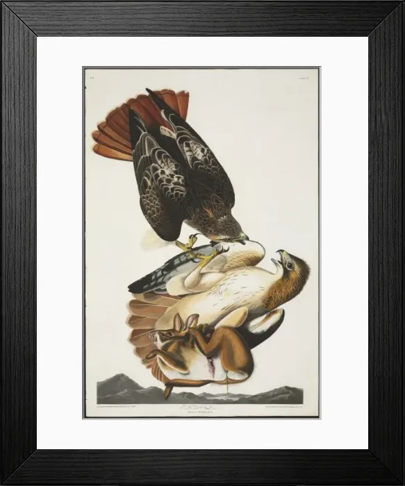 Framed Print : Buteo jamaicensis, red-tailed hawk Framed Print : Buteo jamaicensis, red-tailed hawk