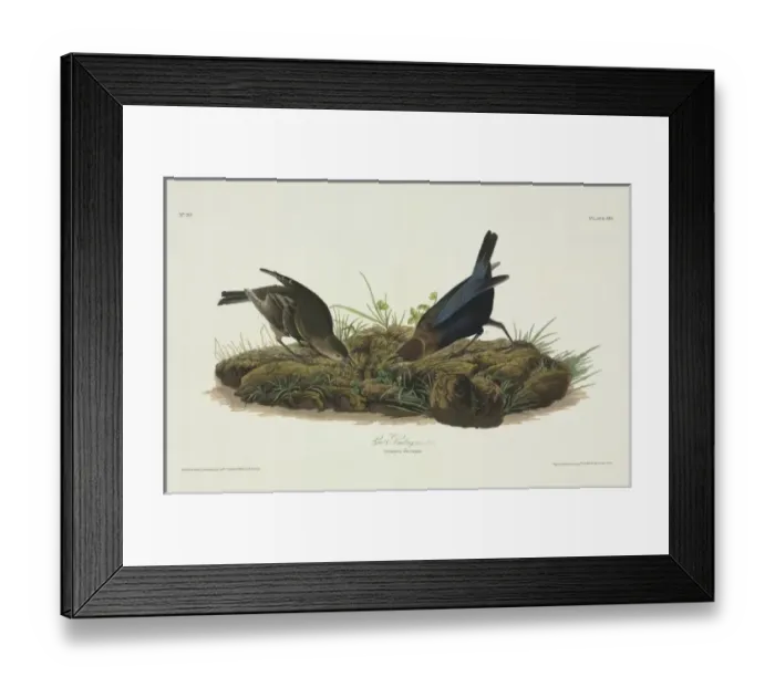 Framed Print : Molothrus ater, brown-headed cowbird Framed Print : Molothrus ater, brown-headed cowbird