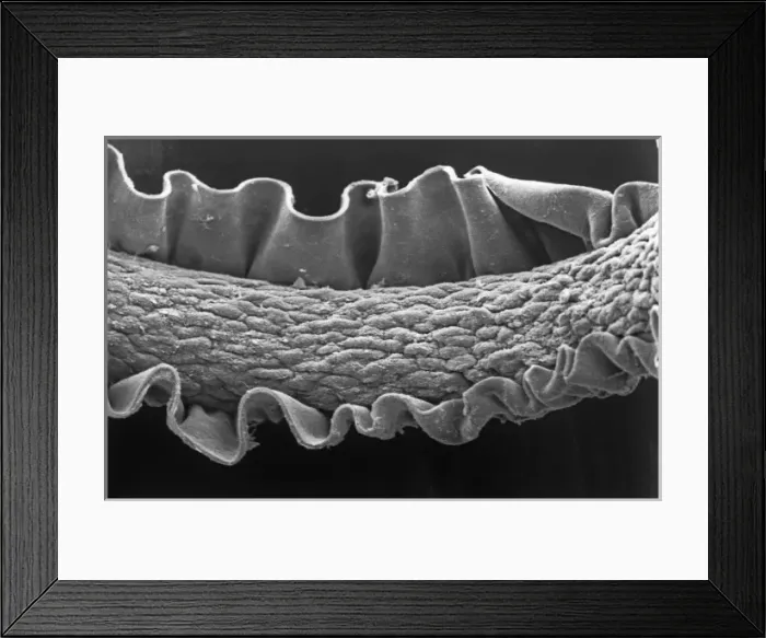 Framed Print : Human hair Framed Print : Human hair