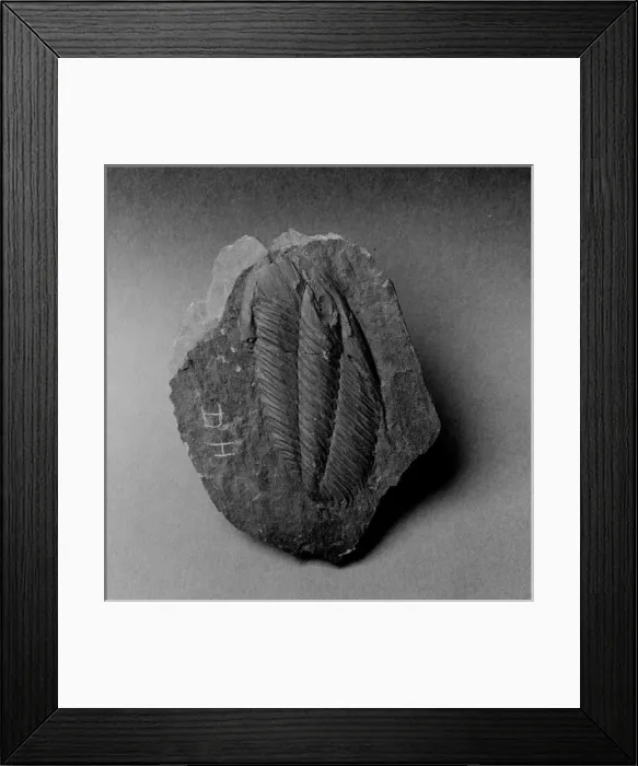 Framed Print : Angelina, stretched trilobite Framed Print : Angelina, stretched trilobite