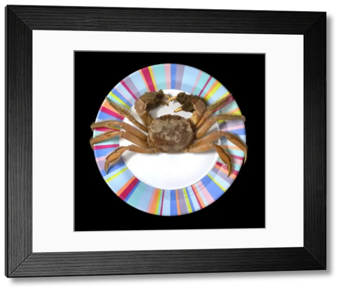 Framed Print : Eriocheir sinensis, Chinese mitten crab Framed Print : Eriocheir sinensis, Chinese mitten crab