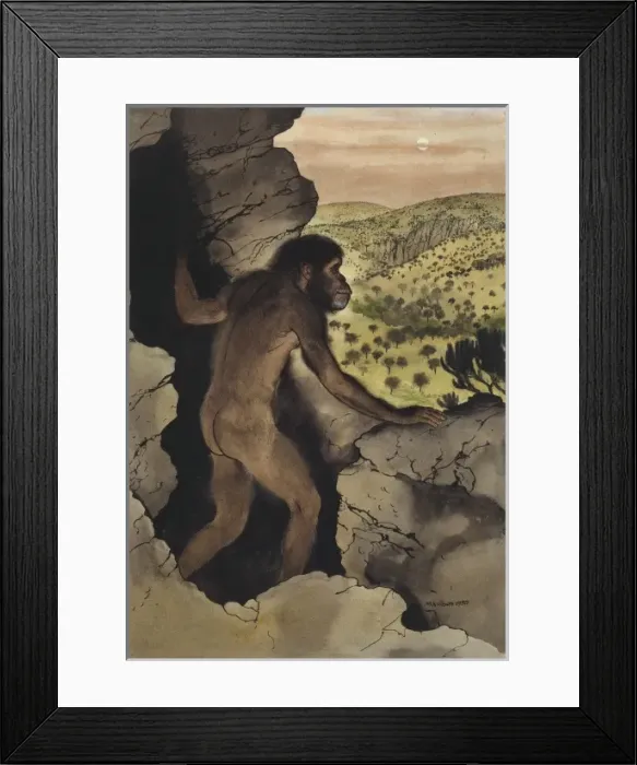 Framed Print : Australopithecus africanus Framed Print : Australopithecus africanus