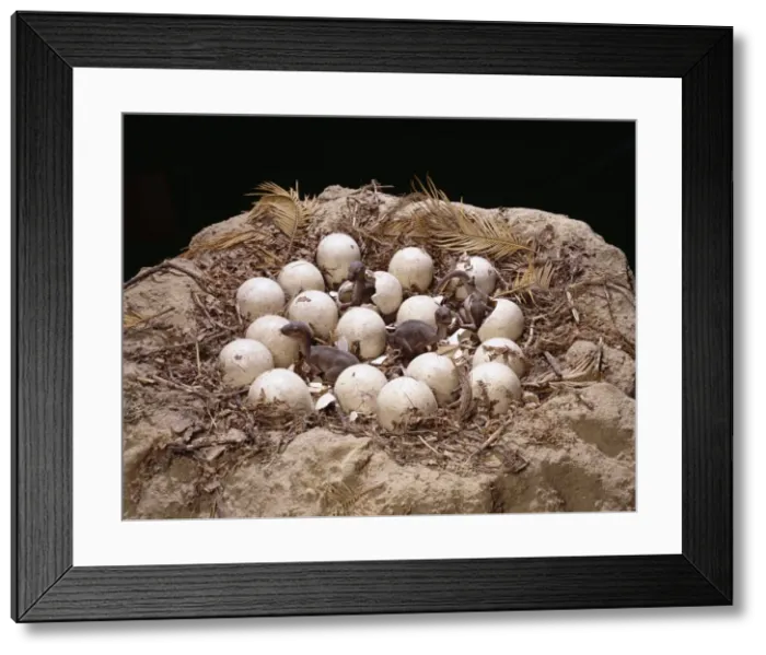 Framed Print : Maiasaura with nest of eggs and hatchlings Framed Print : Maiasaura with nest of eggs and hatchlings