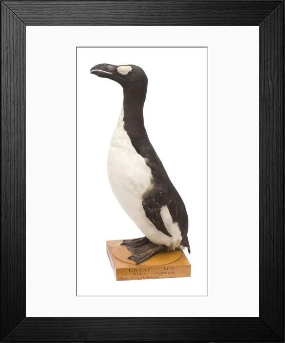 Framed Print : Pinguinus impennis, great auk Framed Print : Pinguinus impennis, great auk