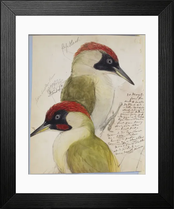 Framed Print : Picus viridus, green woodpecker Framed Print : Picus viridus, green woodpecker