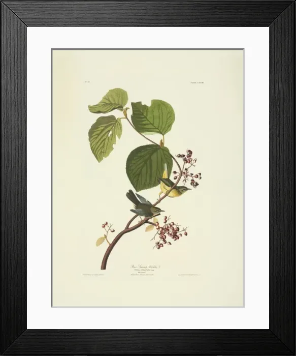 Framed Print : Dendroica caerulescens, black-throated blue warbler Framed Print : Dendroica caerulescens, black-throated blue warbler