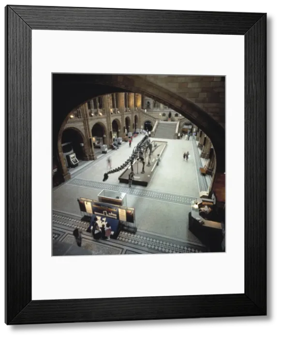 Framed Print : The Central Hall of the Natural History Museum, London Framed Print : The Central Hall of the Natural History Museum, London