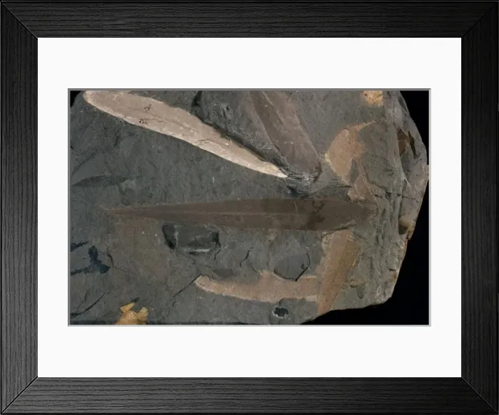 Framed Print : Glossopteris linearis, fossil leaves Framed Print : Glossopteris linearis, fossil leaves
