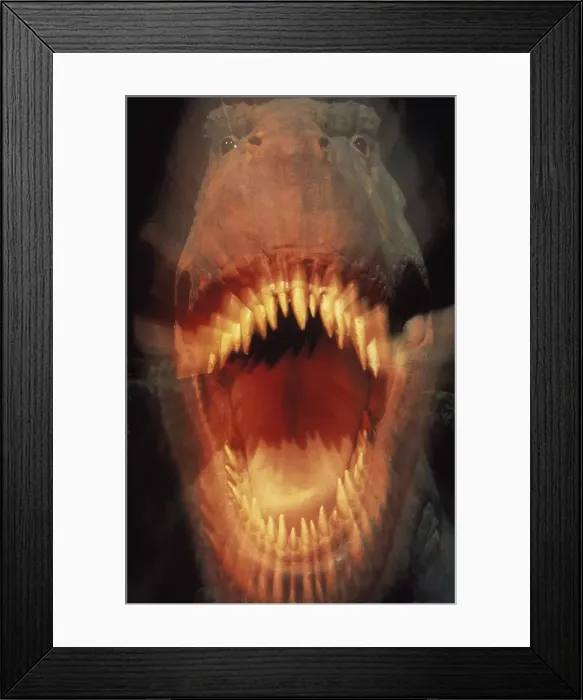 Framed Print : Tyrannosaurus rex Framed Print : Tyrannosaurus rex