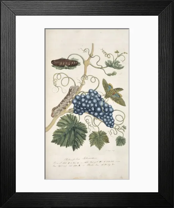 Framed Print : Surinaamsche Insecten, Insects of Surinam Framed Print : Surinaamsche Insecten, Insects of Surinam