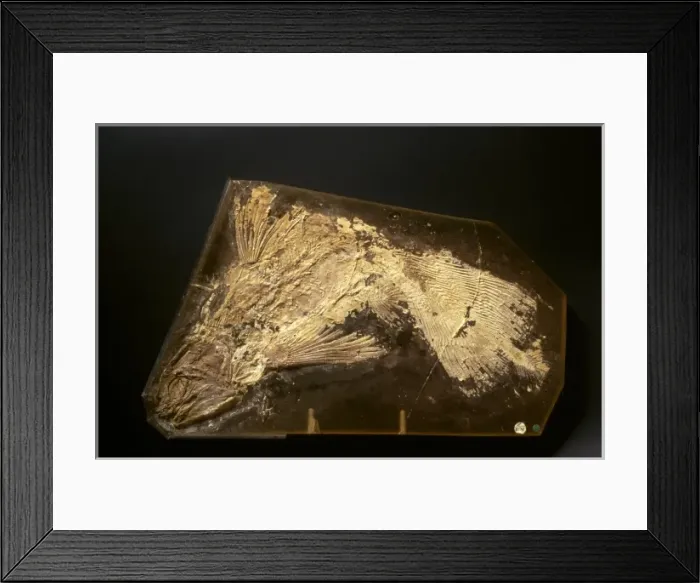 Framed Print : Fossilised Latimeria chalumnae, coelacanth Framed Print : Fossilised Latimeria chalumnae, coelacanth