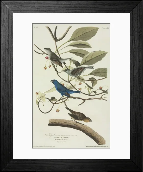Framed Print : Passerina cyanea, indigo bunting Framed Print : Passerina cyanea, indigo bunting