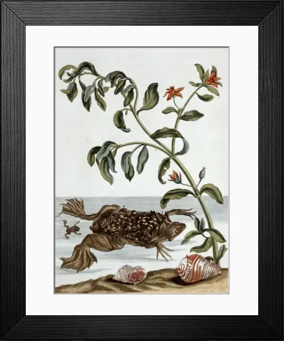 Framed Print : Surinaamsche Insecten, Insects of Surinam Framed Print : Surinaamsche Insecten, Insects of Surinam