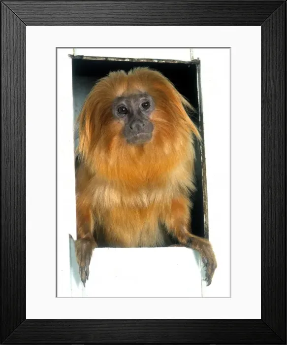 Framed Print : Leontopithecus rosalia, golden lion tamarin Framed Print : Leontopithecus rosalia, golden lion tamarin