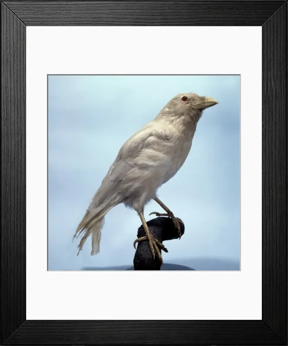 Framed Print : Corvus corone, carrion crow Framed Print : Corvus corone, carrion crow