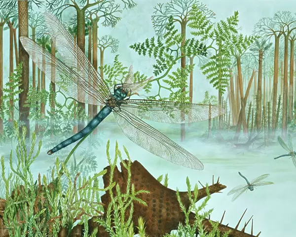 Tupus diluculum, Bolsover dragonfly