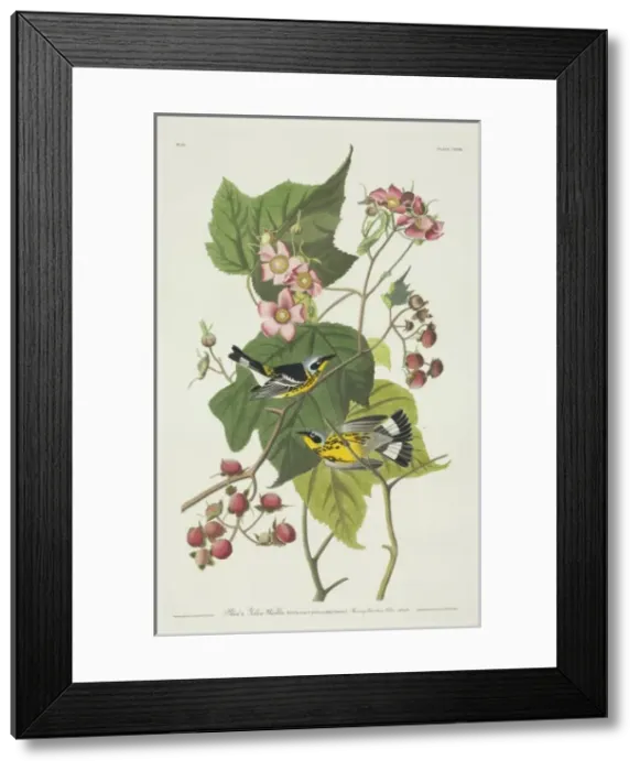 Framed Print : Dendroica magnolia, magnolia warbler Framed Print : Dendroica magnolia, magnolia warbler