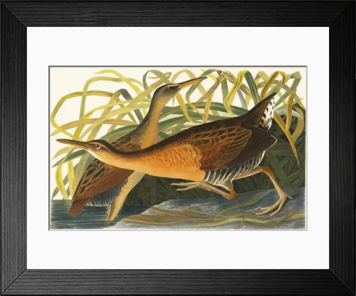 Framed Print : Rallus elegans, king rail Framed Print : Rallus elegans, king rail