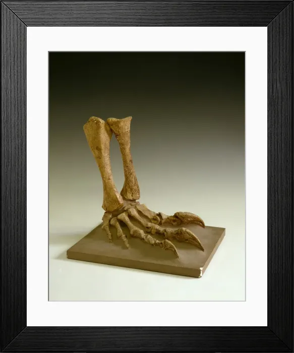 Framed Print : Plateosaurus Framed Print : Plateosaurus