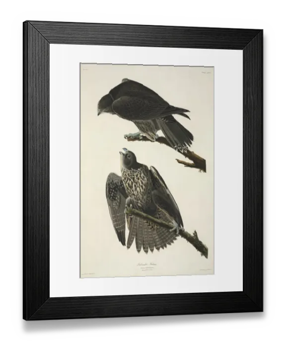 Framed Print : Falco rusticolus, gyrfalcon Framed Print : Falco rusticolus, gyrfalcon