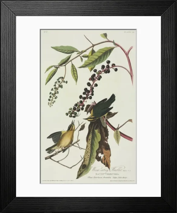 Framed Print : Helmitheros vermivoru, worm-eating warbler Framed Print : Helmitheros vermivoru, worm-eating warbler