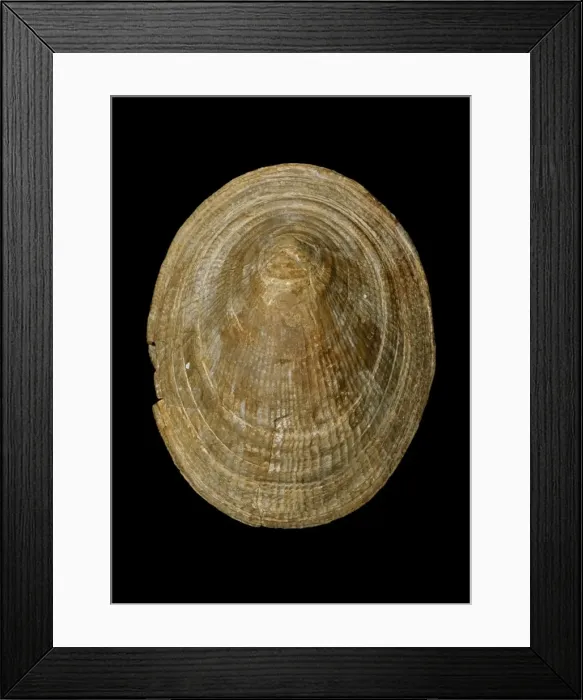 Framed Print : Symmetrocapulus, limpet Framed Print : Symmetrocapulus, limpet