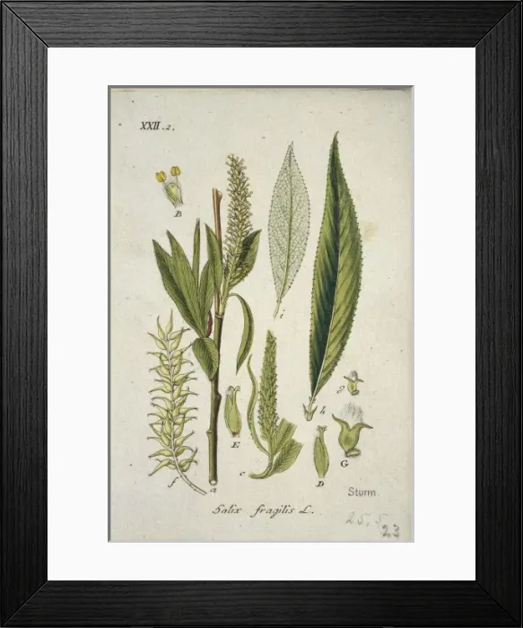 Framed Print : Salix fragilis L. XXII 2, crack willow Framed Print : Salix fragilis L. XXII 2, crack willow