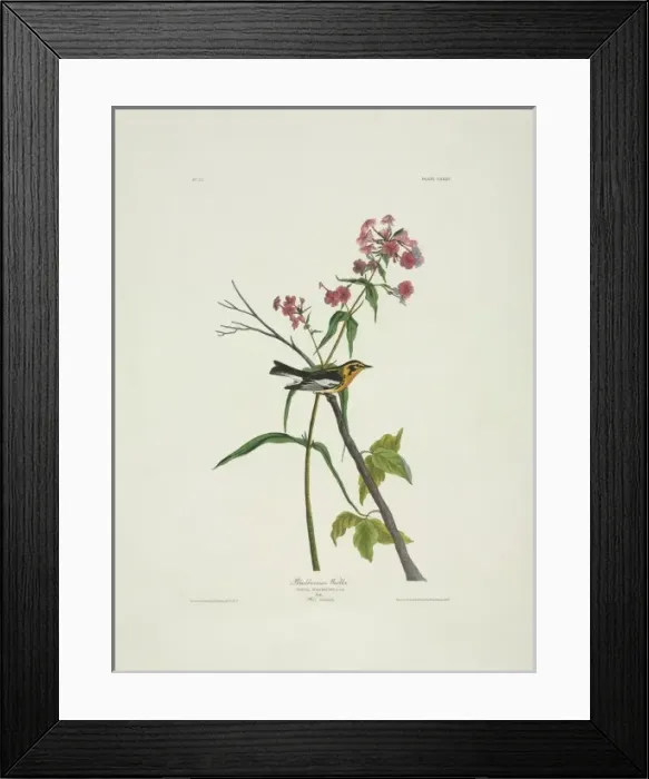 Framed Print : Dendroica fusca, Blackburnian warbler Framed Print : Dendroica fusca, Blackburnian warbler