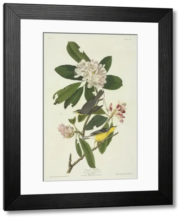 Framed Print : Wilsonia canadensis, Canada warbler Framed Print : Wilsonia canadensis, Canada warbler