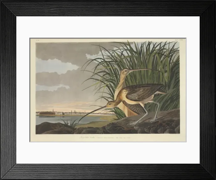 Framed Print : Numenius americanus, long-billed curlew Framed Print : Numenius americanus, long-billed curlew