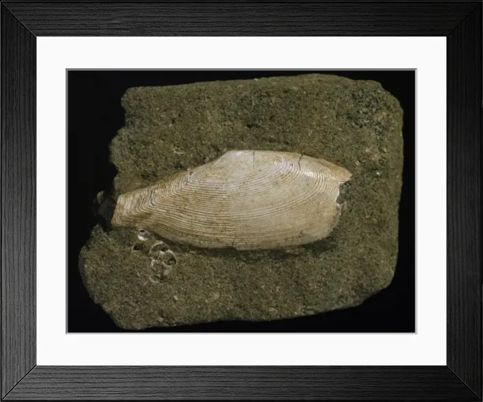 Framed Print : Fossilised Tellinella rostralis, tellin bivalve Framed Print : Fossilised Tellinella rostralis, tellin bivalve