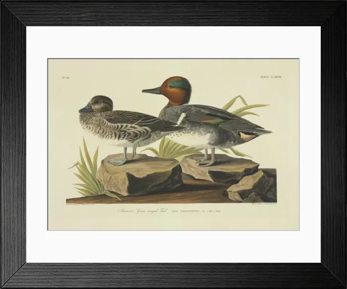 Framed Print : Anas crecca, common teal Framed Print : Anas crecca, common teal