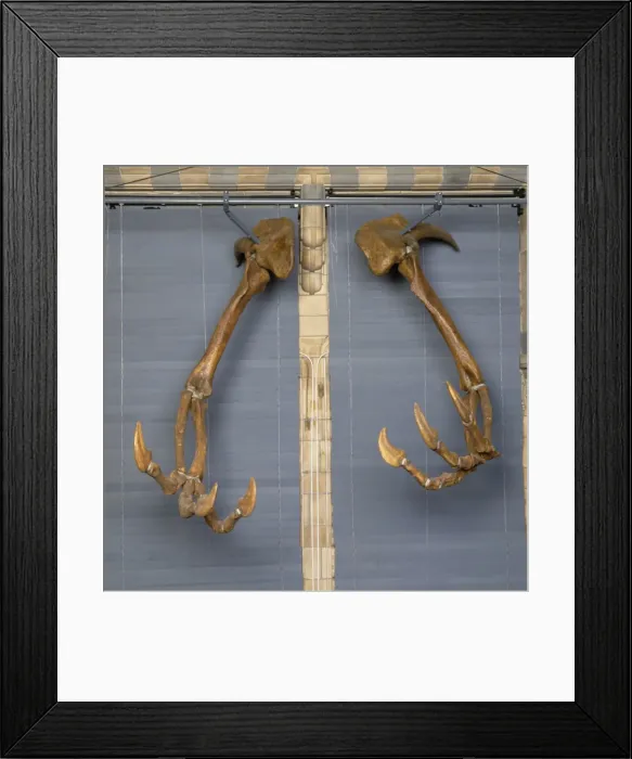 Framed Print : Deinocheirus Framed Print : Deinocheirus