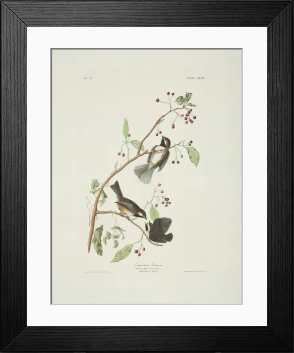 Framed Print : Parus hudsonicus, boreal chickadee Framed Print : Parus hudsonicus, boreal chickadee