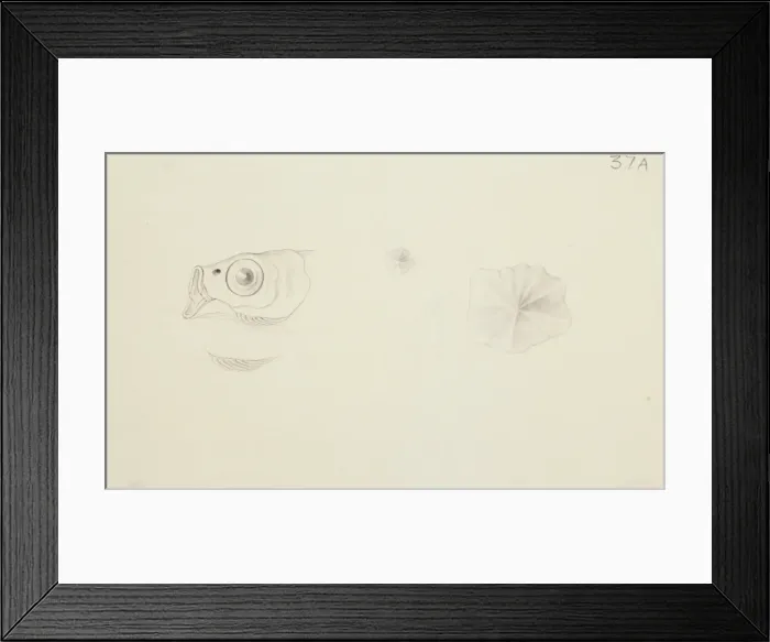 Framed Print : Cheilopogon sp. flyingfish Framed Print : Cheilopogon sp. flyingfish