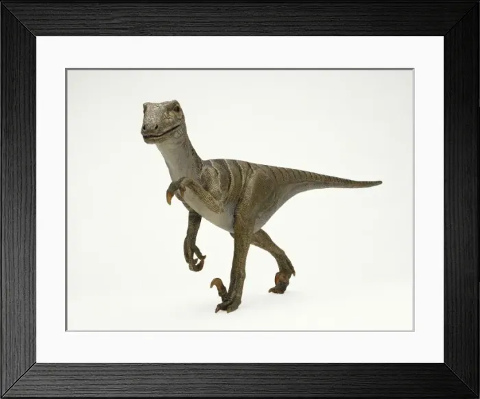 Framed Print : Deinonychus Framed Print : Deinonychus