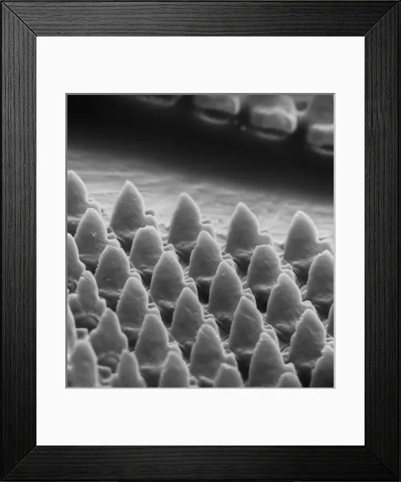 Framed Print : Snail teeth Framed Print : Snail teeth