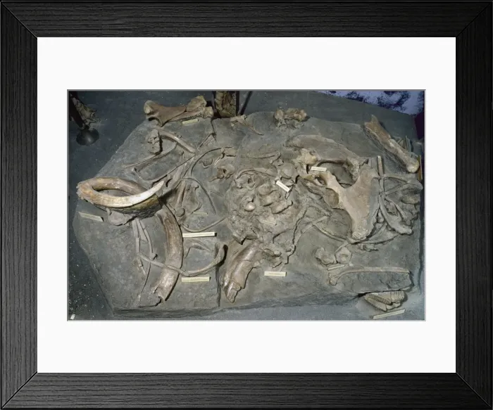 Framed Print : Mammuthus primigenius, woolly mammoth Framed Print : Mammuthus primigenius, woolly mammoth