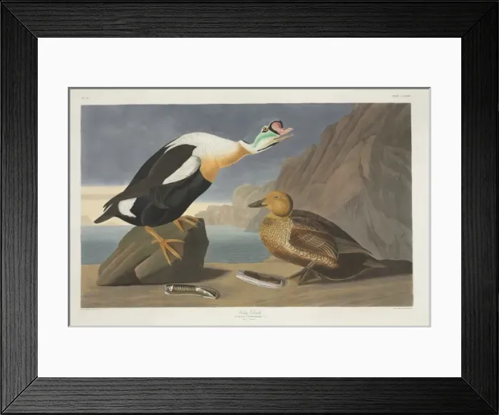 Framed Print : Somateria spectabilis, king eider Framed Print : Somateria spectabilis, king eider
