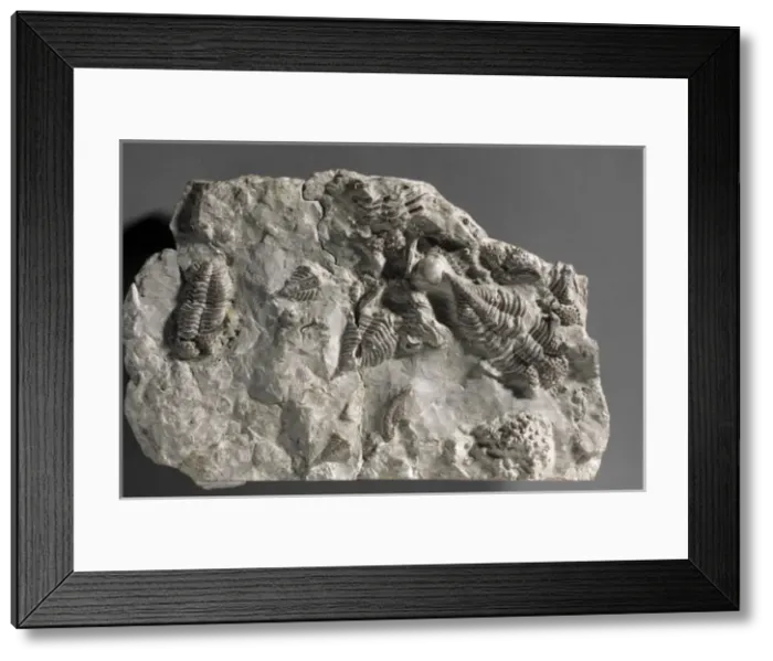 Framed Print : Encrinurus punctatus, trilobites Framed Print : Encrinurus punctatus, trilobites