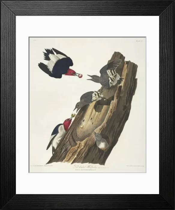 Framed Print : Melanerpes erythrocephalus, red-headed woodpecker Framed Print : Melanerpes erythrocephalus, red-headed woodpecker