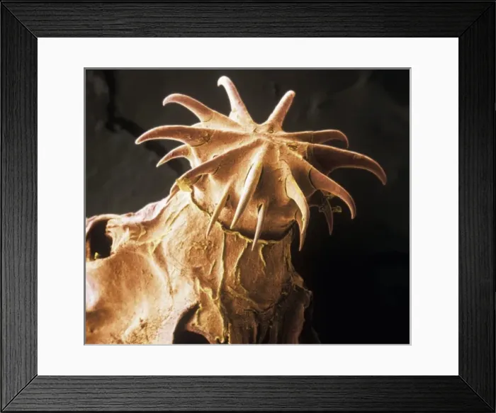 Framed Print : Amirthalingamia macracantha, tapeworm Framed Print : Amirthalingamia macracantha, tapeworm