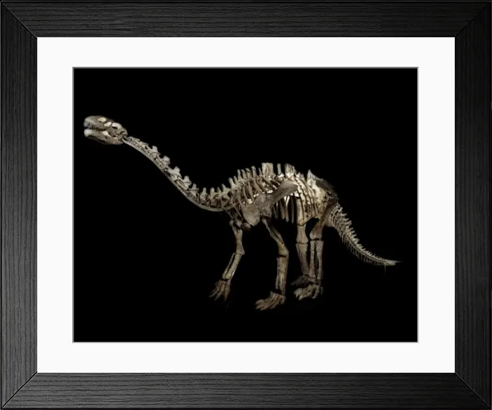 Framed Print : Shunosaurus Framed Print : Shunosaurus