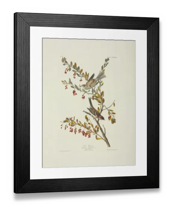 Framed Print : Spizella arborea, American tree sparrow Framed Print : Spizella arborea, American tree sparrow